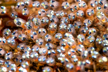 "A close-up of clownfish eggs, each with a visible developing embryo and reflective eyes