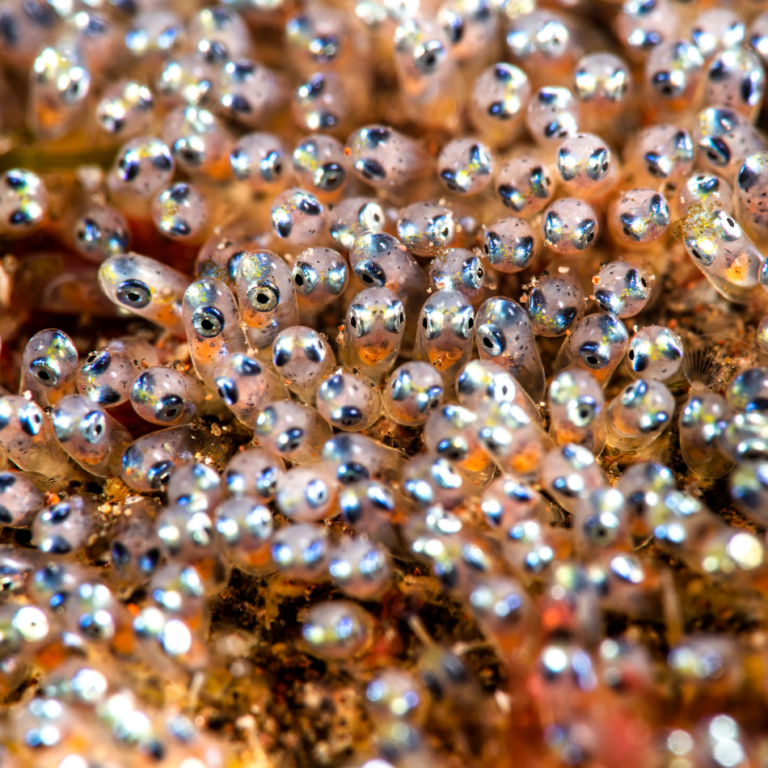 Clownfish Eggs - Fish Tank Haven