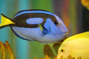 A vibrant blue tang fish with striking black and white markings swims in front of a partially visible yellow tang fish, both amidst a colorful coral aquarium setting.