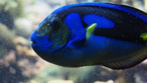 Close-up of a blue tang fish, showcasing its deep blue body with vibrant yellow and black accents, against a softly blurred aquatic background.