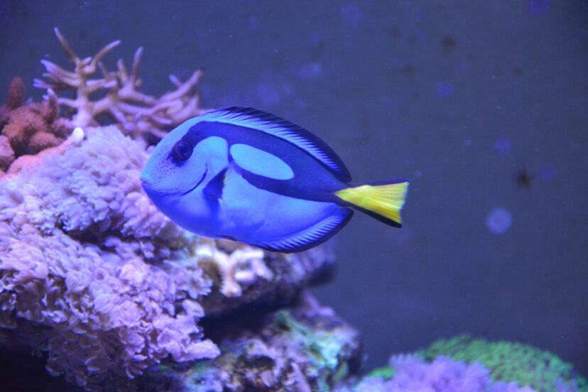 blue tang in front of some coral