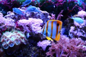 A Copper Banded Saltwater Butterflyfish with bold stripes swims near rocky coral in a dimly lit aquarium setting.