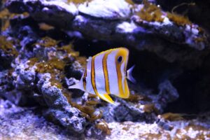 A copper banded butterflyfish with golden stripes and a black eye spot swims near the ocean floor amid rocky coral outcrops.