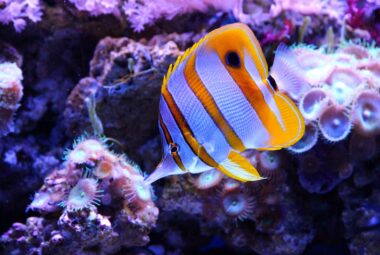 A Copperband Butterflyfish with distinct orange bands and a long snout, swimming in a saltwater aquarium filled with coral and marine plants.