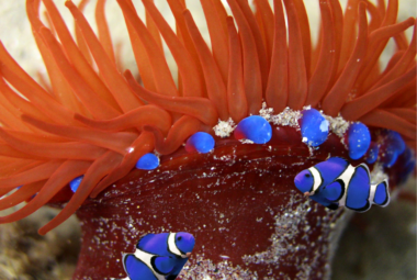 Two blue clownfish swimming near a vibrant red sea anemone with blue tips.