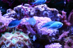 A group of green Chromis fish (they look blue) with pale bodies and subtle hints of aqua navigating through a vibrant reef setting in a home aquarium