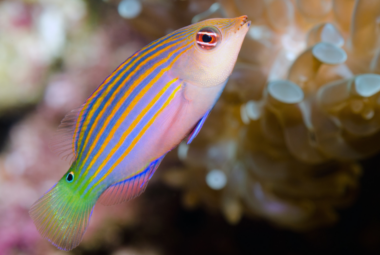 Close-up of a Six Line Wrasse swimming near coral, displaying its vibrant orange and blue stripes.
