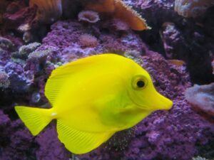 A solitary yellow tang fish with a radiant neon yellow hue swims gracefully against a backdrop of vibrant purple and pink corals.