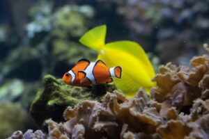 A vibrant clownfish and a yellow tang swim above the coral, playing pivotal roles in maintaining the reef's delicate balance.