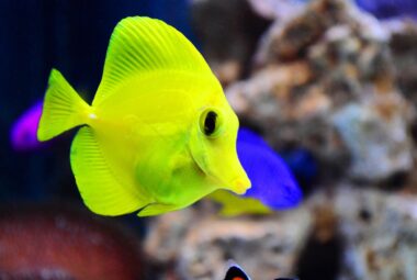 A bright yellow tang fish dominates the frame with its radiant yellow body and delicate, transparent fins, with a hint of a blue tang's deep blue body in the background.