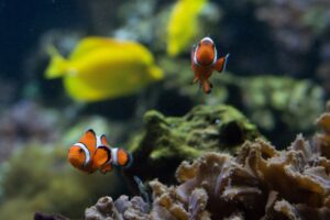 Two clownfish with striking orange and white patterns swim near a bright yellow tang amidst the textured corals of their aquarium.