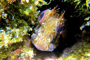 Close-up view of a Lawnmower Blenny peeking out from a crevice surrounded by algae and marine flora.