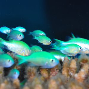  A school of Green Chromis fish swimming in an aquarium, with a coral reef in the background.