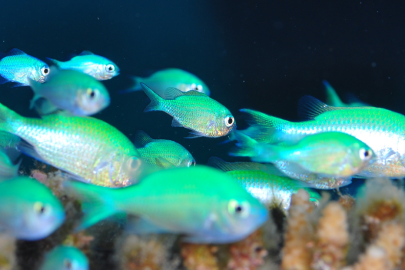 A school of Green Chromis fish swimming in an aquarium, with a coral reef in the background.