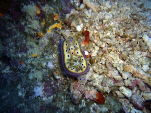 A nudibranch with a yellow body and purple spots glides over a coral-strewn seabed.