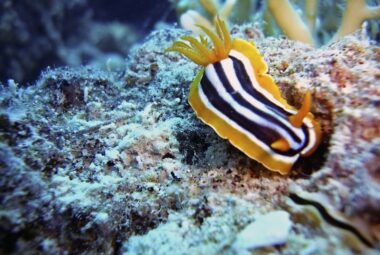 A colorful sea snail, known as a nudibranch, crawling on the rocky substrate of a marine environment surrounded by aquatic plants.