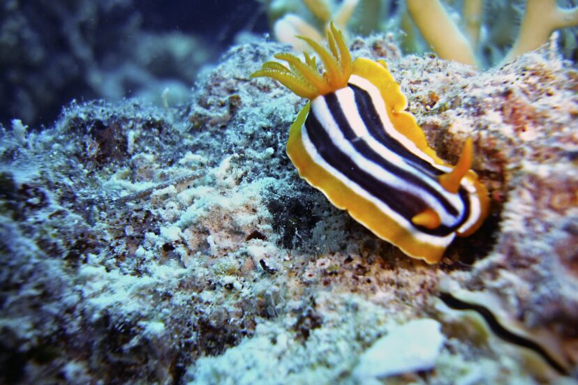 A colorful sea snail, known as a nudibranch, crawling on the rocky substrate of a marine environment surrounded by aquatic plants.