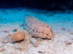 A sea cucumber with a textured beige body rests on sandy ocean terrain under blue water.