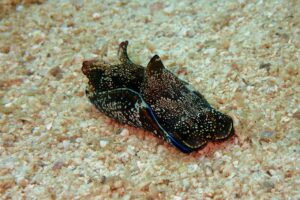 A brown sea slug with white speckles and blue edges crawls across a sandy ocean floor.