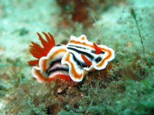 A red and white nudibranch with black stripes crests a ridge on the ocean floor.