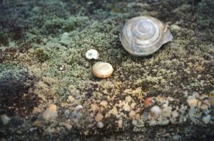 Three sea snail shells of varying sizes rest on a moss-covered rock surface."