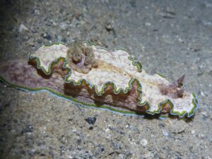 A sea snail with a ruffled texture and a wavy, green-edged mantle crawls on a sandy ocean floor.