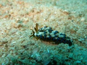A nudibranch with a patterned body of blue, black, and yellow roams the sandy sea floor.