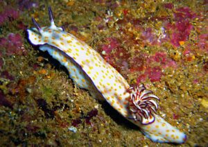A white nudibranch sea snail with yellow spots and purple gills crawls on a colorful coral reef.