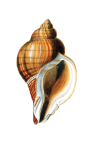 Illustration of a spiral murex shell with brown stripes on a black background.