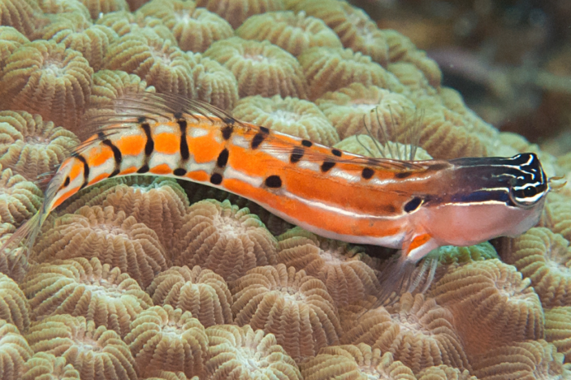 Clownfish Eggs - Fish Tank Haven